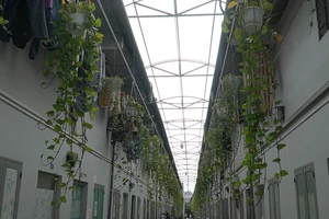 Video: Nhà trọ xanh, sạch, đẹp thu hút nhiều người đến thuê ở TP.HCM 