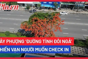 Video: Cận cảnh cây phượng ‘nửa xanh, nửa đỏ’ thu hút du khách ở Vũng Tàu