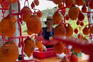 Video: Đến Đà Lạt ngắm mùa hồng treo gió