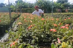 Video: Từ 7 cây sâm được bạn tặng, người đàn ông kiếm tiền tỉ mỗi năm