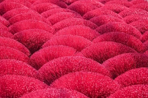 Video: Làng hương Quảng Phú Cầu rực sắc đỏ đón năm mới