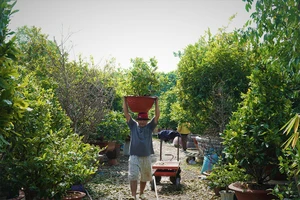 Video: Làng mai Thủ Đức nhộn nhịp chuẩn bị Tết