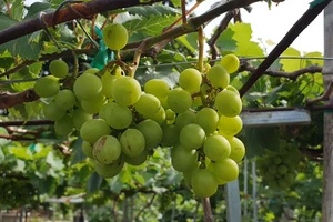 Video: Nho cảnh Ninh Thuận thu hút khách hàng dịp Tết Nguyên đán