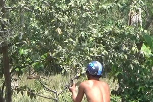 Bẫy chim bằng keo dính, một kiểu tận diệt chim trời