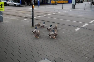 Những chú vịt 'am hiểu' luật giao thông