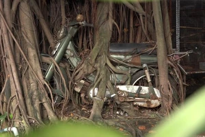 Cây cổ thụ quấn chặt xe máy thành tác phẩm độc đáo