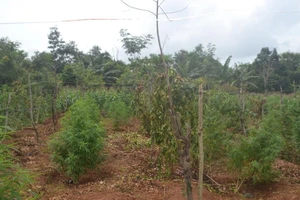 Đắk Lắk: Thuê 2.500 m2 đất để trồng... cần sa