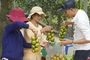 Độc đáo làng cây trái Nam bộ tại miền Trung