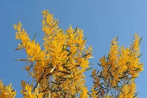 Hoa tràm nở vàng rực bên bờ biển Bình Thuận