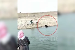 Kinh hoàng gấu tấn công kiểm lâm vì bị ép trở về rừng