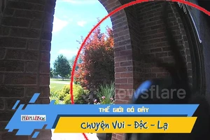 Video: Hoảng hồn thấy rắn nhấn chuông gọi cửa