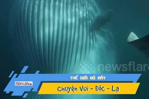 Khoảnh khắc hú hồn khi thợ lặn thoát cảnh bị cá voi nuốt chửng