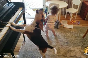 Video: Ban nhạc em bé và cún gây sốt
