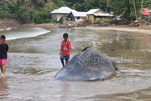 Cá nhám voi bỏ mạng do bơi vào bẫy cá