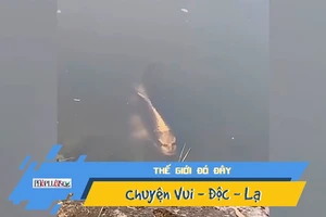 Hết hồn với cá có khuôn mặt giống người