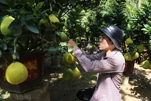 Đặc sản bưởi Diễn 60 triệu đồng/cây đổ bộ Sài Gòn 'ăn' tết sớm