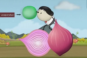 Tại sao khi cắt hành chúng ta lại chảy nước mắt? 