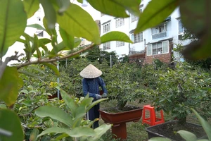 Nghệ nhân bật mí bí kíp cho mai nở đúng dịp tết