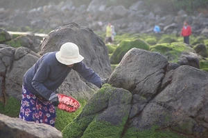 Hái 'mứt' biển, kiếm tiền triệu mỗi ngày ở làng chài Nam Ô