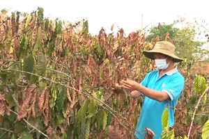 Đắk Lắk hạn hán, người dân thiếu nước sinh hoạt trầm trọng 