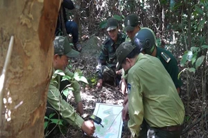 Tháo gỡ hàng ngàn bẫy thú ở rừng Sơn Trà