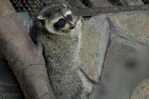 Gấu mèo Bắc Mỹ 'vượt biên' được cách ly tại Thảo Cầm Viên