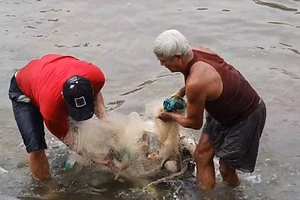 Video: Dân giăng lưới bắt đàn cá ‘đi lạc’ trên sông Dinh