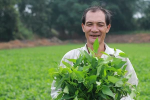 Trồng rau muống VietGAP, thu 10 triệu đồng mỗi ngày