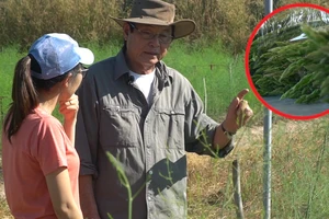 Kiếm bộn tiền mỗi ngày từ 'rau hoàng đế'