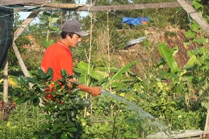 Video: Nông dân lo lắng hoa Tết ế 