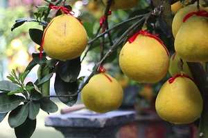 Giá 1 cây bưởi Diễn 60 triệu đồng, nhiều khách muốn mua