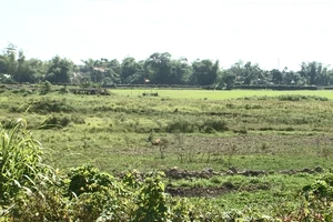  Video: Hơn 300 ha đất nông nghiệp ở Đà Nẵng không thể canh tác