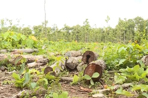 Video: Khởi tố vụ gỗ tập kết trái phép tại Trung tâm bảo tồn voi Đắk Lắk