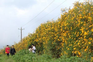 Đến mùa dã quỳ, đến mùa ta hẹn nhau