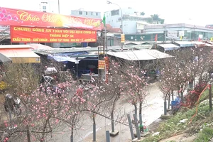 Video: Không khí Tết tràn ngập khắp phố phường Hà Nội