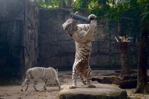 Video: Tết Nhâm Dần, nghe chuyện nuôi bạch hổ ở Thảo Cầm Viên
