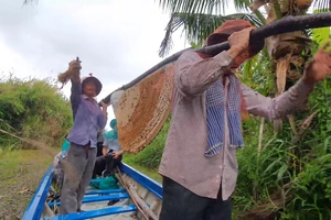 Toàn cảnh thợ rừng lấy và di chuyển tổ ong gác kèo ‘khủng’ ở Cà Mau