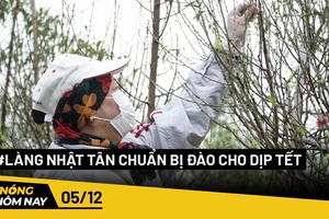Nóng hôm nay: Làng Nhật Tân chuẩn bị đào cho dịp Tết