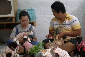 Đôi bạn trẻ ‘biến’ công ty thành vườn mèo hạnh phúc