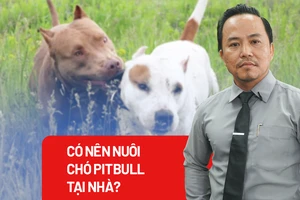 Cần có quy định cụ thể về nuôi chó dữ như Pitbull