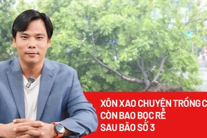 Trồng cây còn bao rễ bị phát hiện sau bão số 3, ai chịu trách nhiệm?