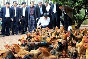 Chưa phát hiện H7N9 trên gia cầm