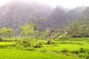 Món quà của “thần rừng”