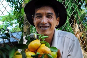 Quýt hồng được giá, tết vui hơn