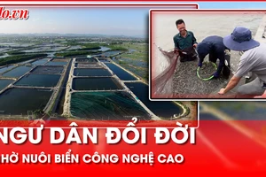 Ngư dân Nghệ An đổi đời nhờ nuôi biển công nghệ cao