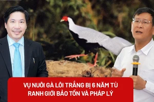 Từ vụ gà lôi trắng và bản án 6 năm tù: Hiểu thế nào về nhân giống động vật hoang dã?