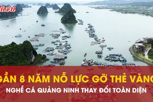 Nghề cá Quảng Ninh thay đổi toàn diện nhờ nỗ lực gần 8 năm gỡ ‘thẻ vàng’