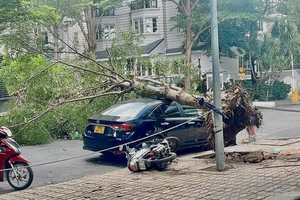 Cây bàng bật gốc đè trúng ô tô và xe máy ở quận Bình Thạnh