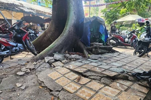 TP.HCM: Cây gòn bật gốc nghiêng sát lối đi ở cư xá Thanh Đa