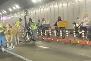 Bò chạy lạc vào hầm Thủ Thiêm, giao thông ùn ứ